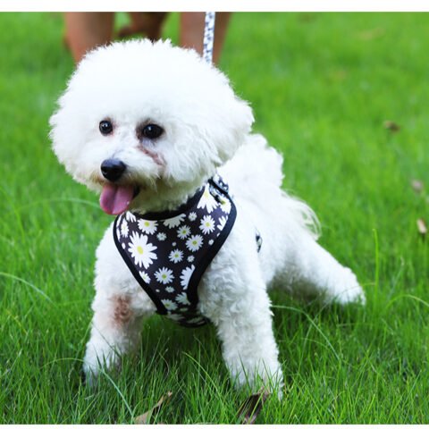 Arnés Sublimable para Mascotas Personalizado